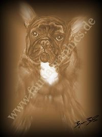 Tierportrait, Hund, Französische Bulldogge, Portrait